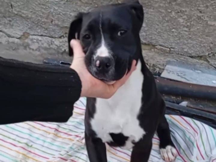 Adozione cane, femmina, Razza sconosciuta Razza sconosciuta, 5 mesi, taglia piccola, Siracusa