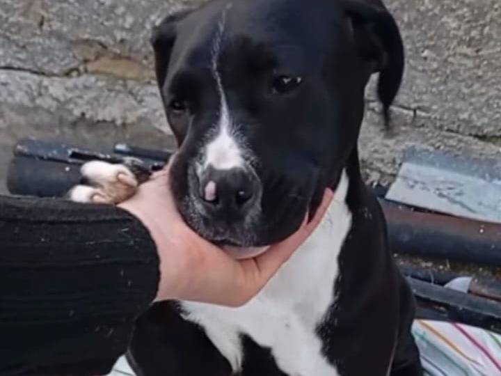 Adotta un cane, femmina, 5 mesi, Siracusa