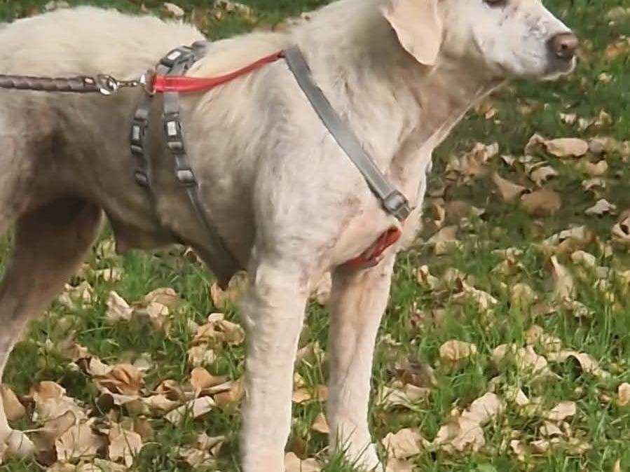 Adozione cane, femmina, Labrador Retriever Razza sconosciuta, 2 anni, taglia grande, Bari