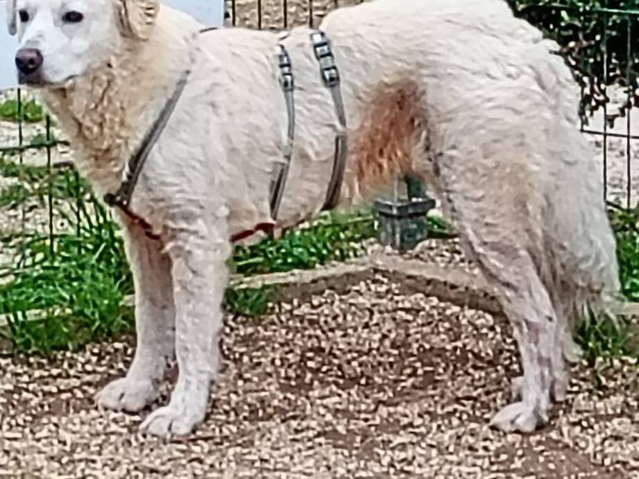 Adotta un cane, femmina, 2 anni, Bari