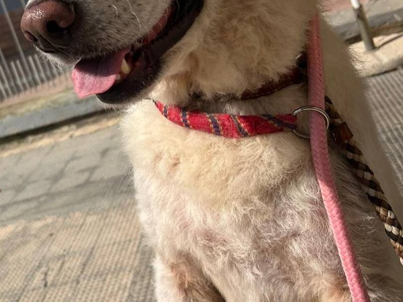 Adotta un cane, taglia grande, femmina, Bari