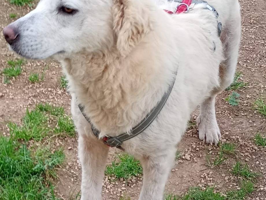 Adotta il cane Fatima a Bari