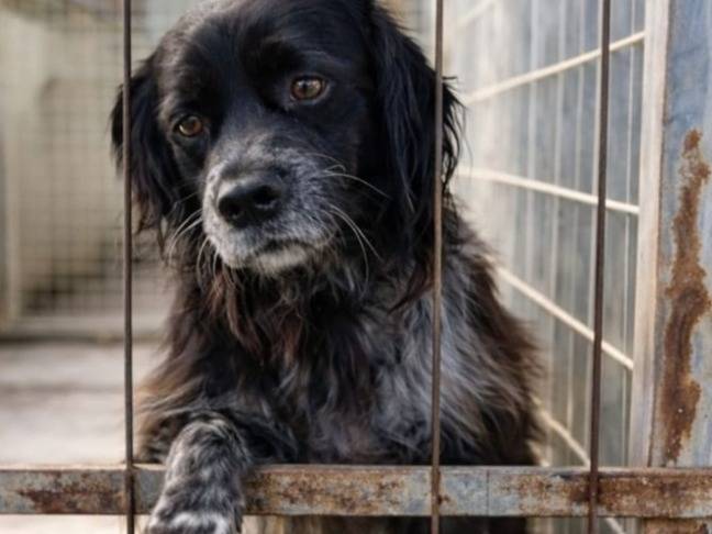 Adozione cane, maschio, Razza sconosciuta Razza sconosciuta, 2 anni e 11 mesi, taglia media contenuta, Taranto