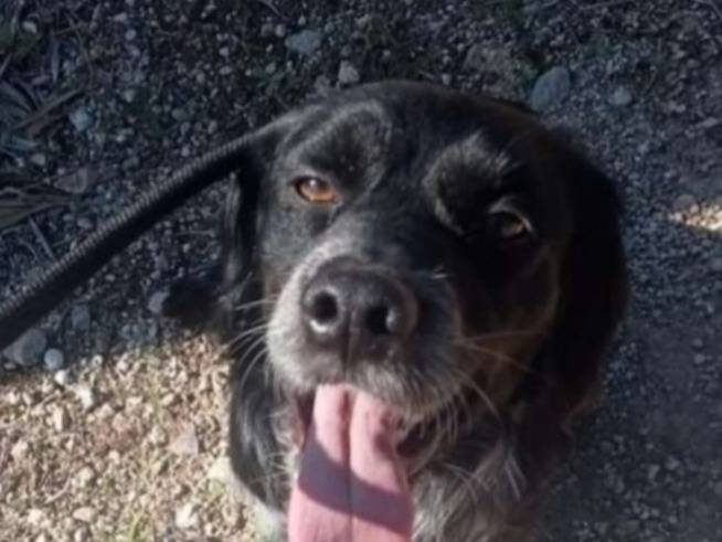 Adotta un cane, maschio, 2 anni e 11 mesi, Taranto