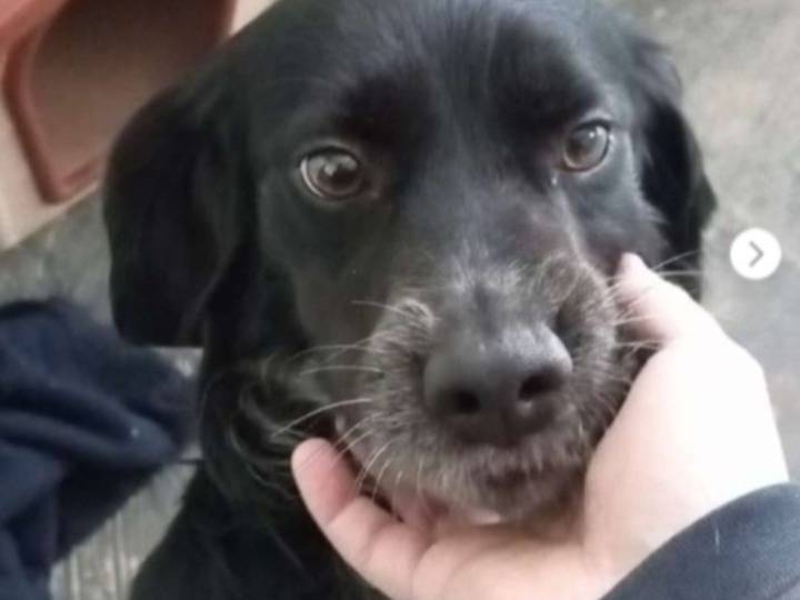 Adotta un cane, taglia media contenuta, maschio, Taranto