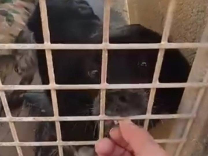 Vuoi adottare un cane a Taranto?