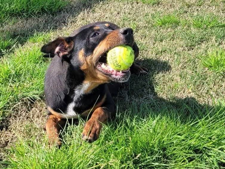 Vuoi adottare un cane a Latina?