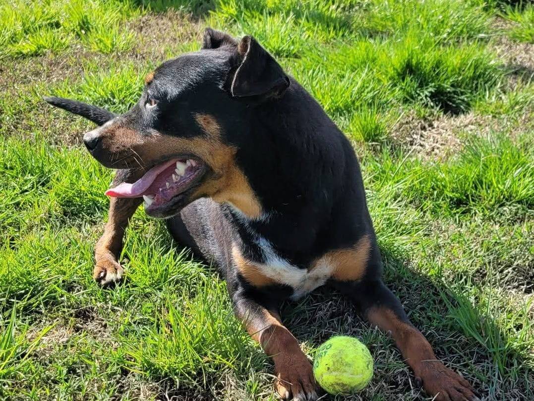 Adotta il cane Bullo a Latina