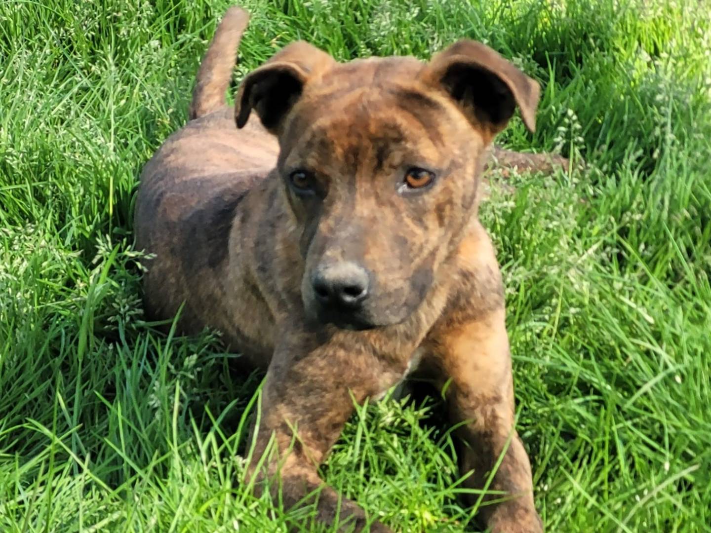 Adozione cane, maschio, Razza sconosciuta Razza sconosciuta, 1 anno, taglia piccola, Latina