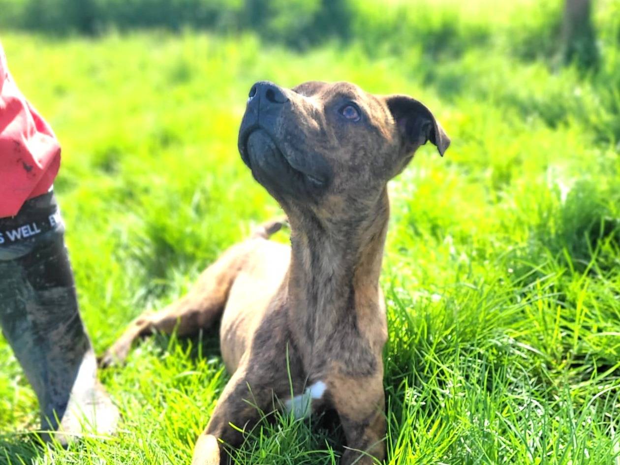 Adotta un cane, maschio, 1 anno, Latina