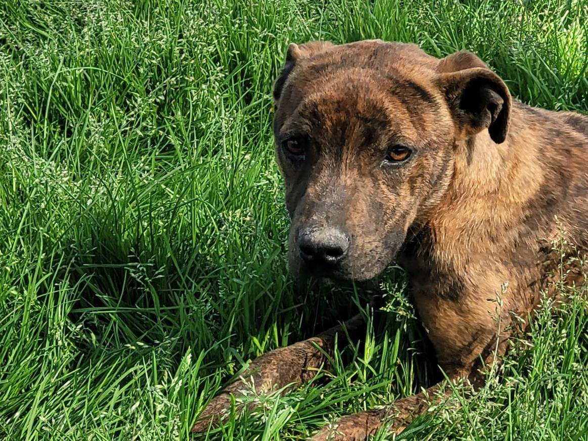 Adotta un cane, taglia piccola, maschio, Latina