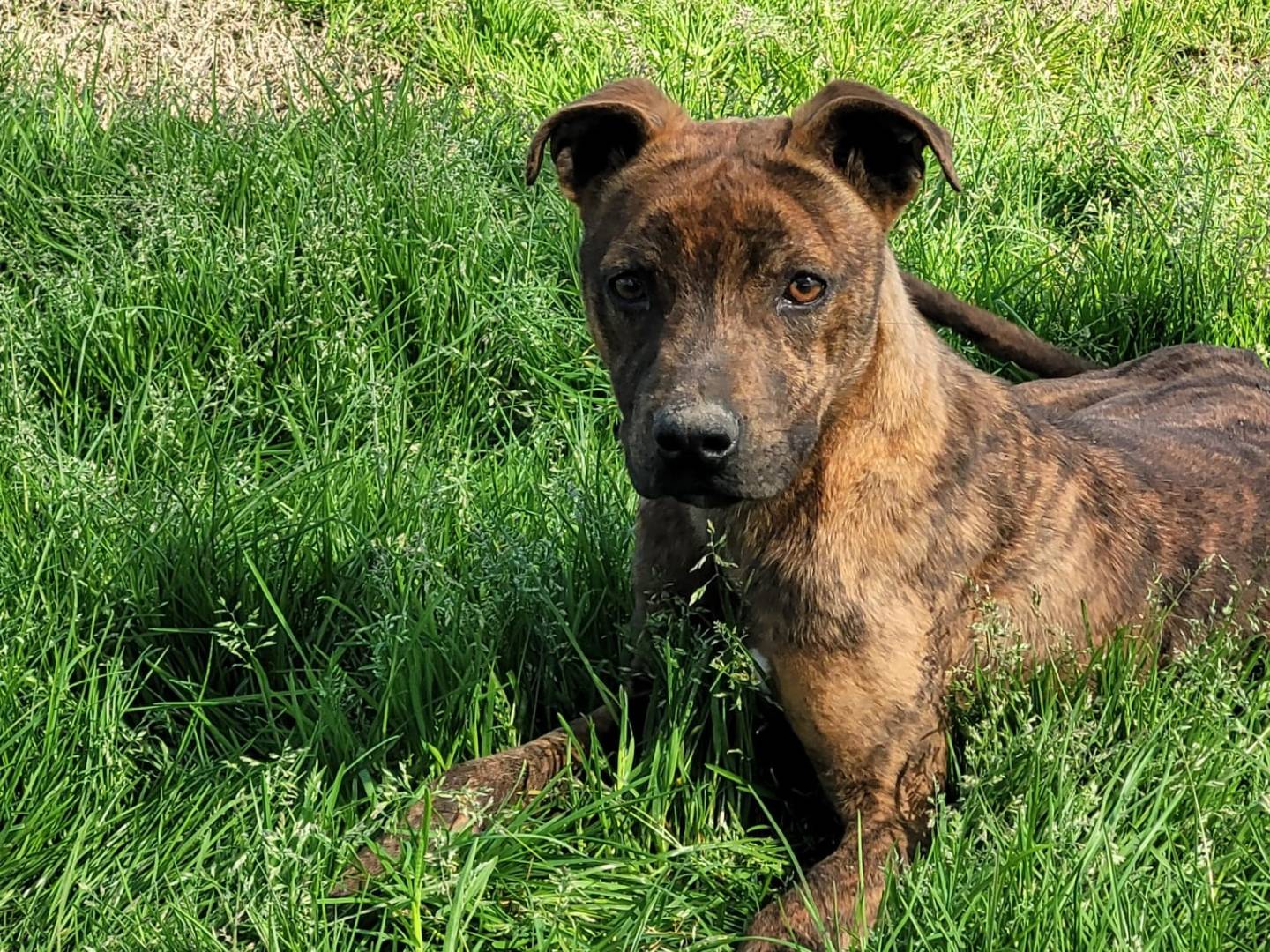 Vuoi adottare un cane a Latina?