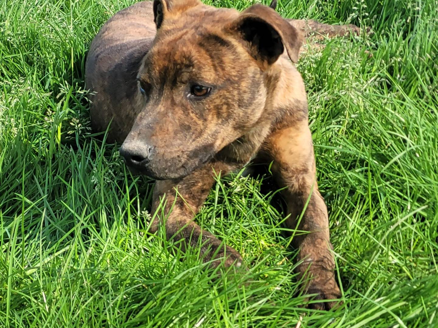 Adotta il cane Massi junior  a Latina