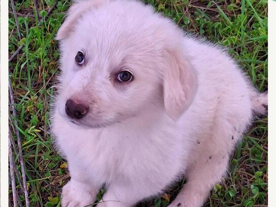 Adozione cane, maschio, Razza sconosciuta Razza sconosciuta, 3 mesi, taglia media, Crotone