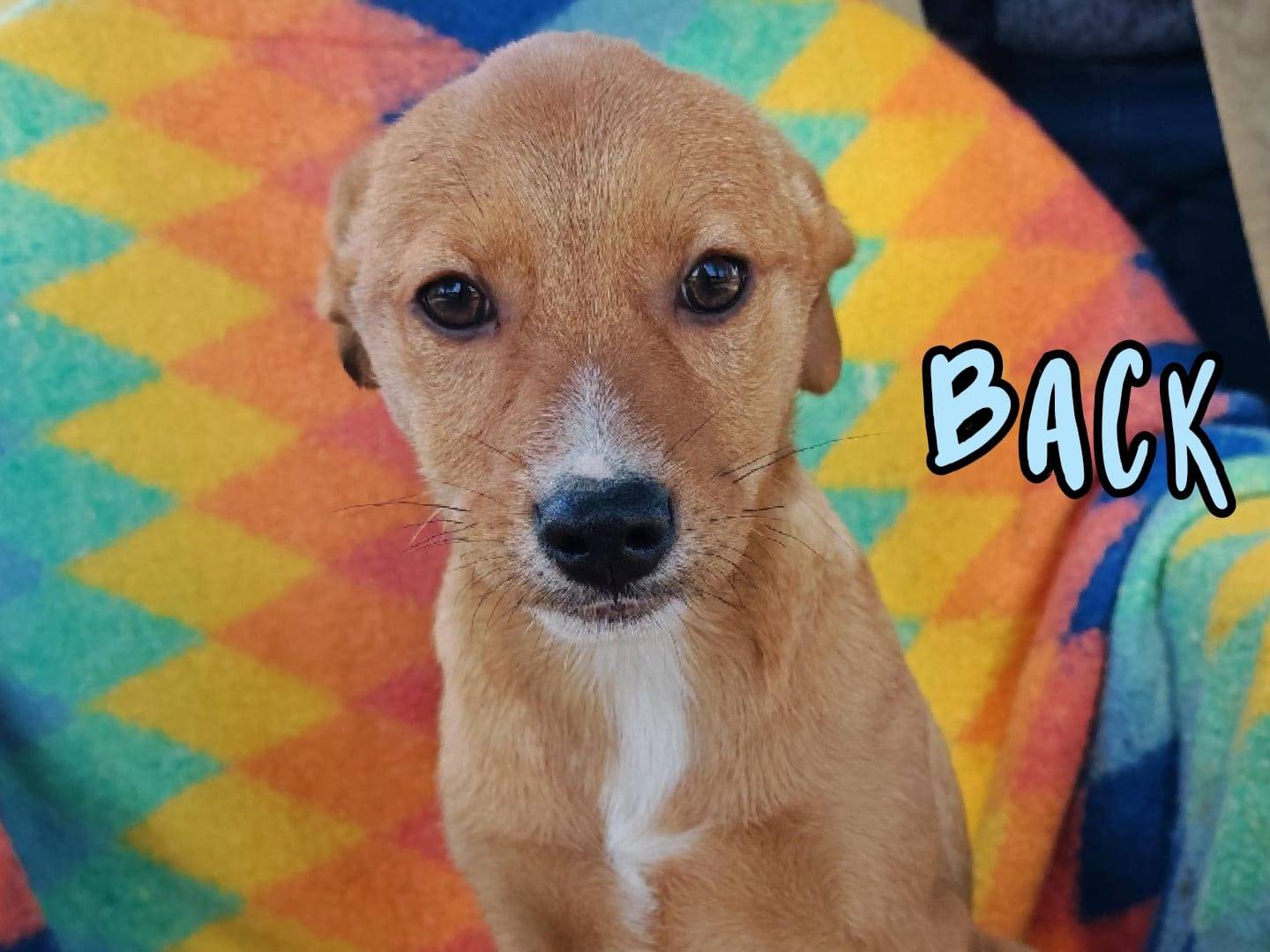 Adozione cane, maschio, Razza sconosciuta Razza sconosciuta, 4 mesi, taglia media contenuta, Crotone