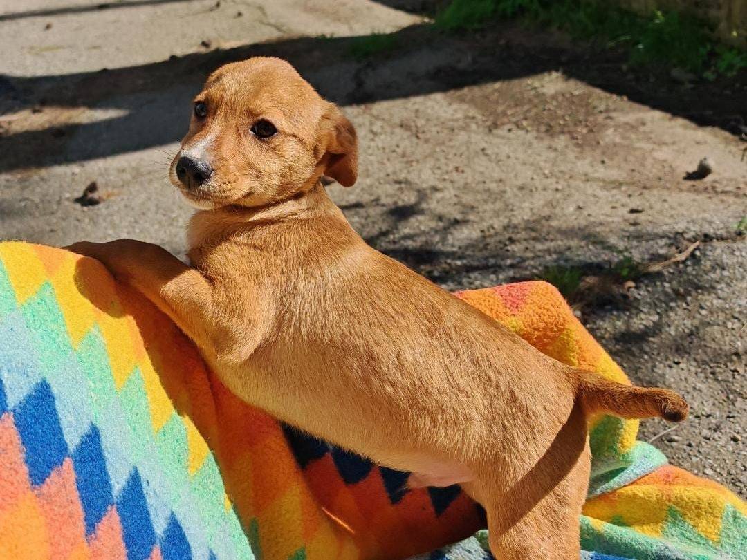 Vuoi adottare un cane a Crotone?