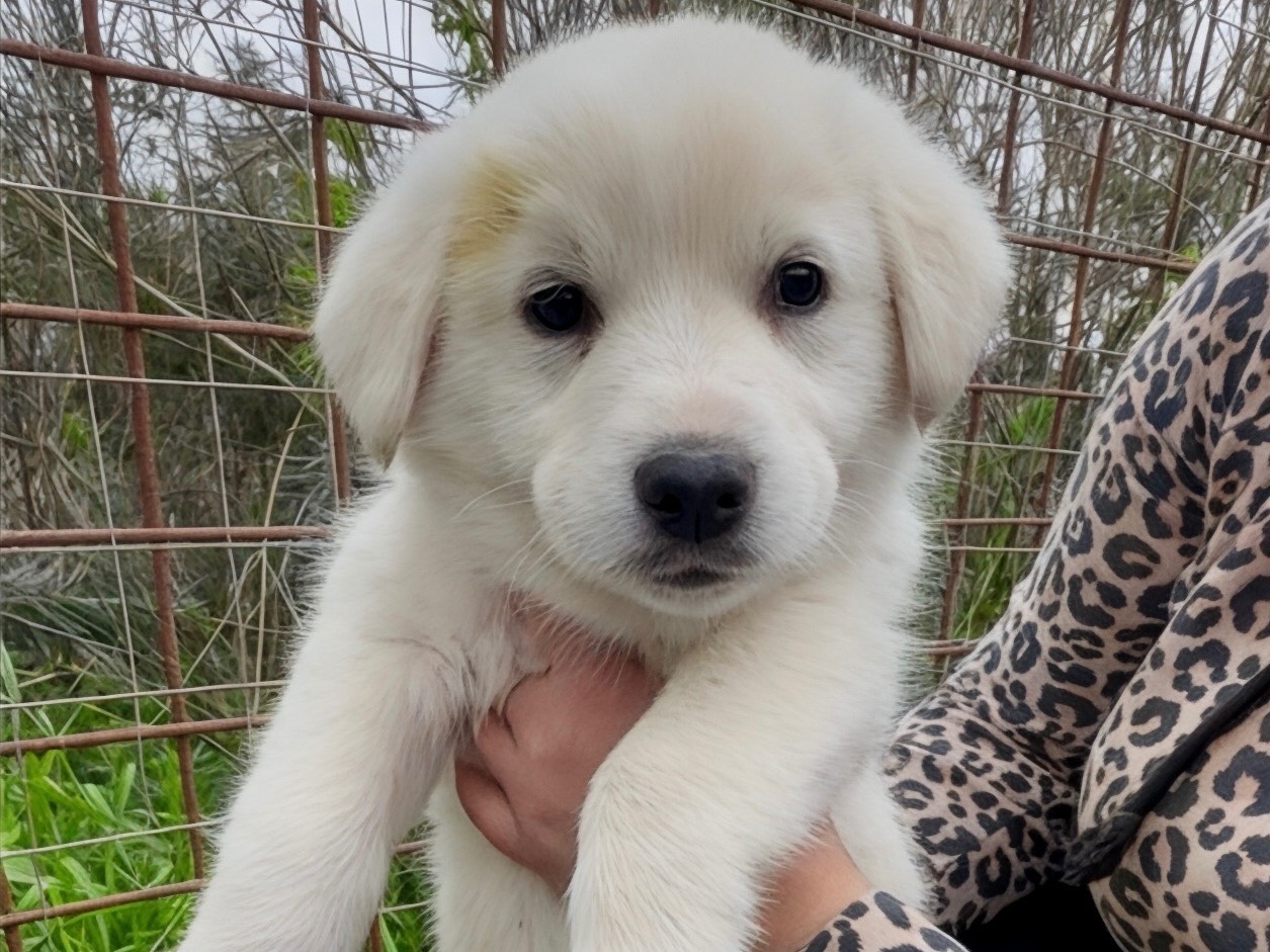 Adozione cane, maschio, Razza sconosciuta Razza sconosciuta, 2 mesi, taglia grande, Milano