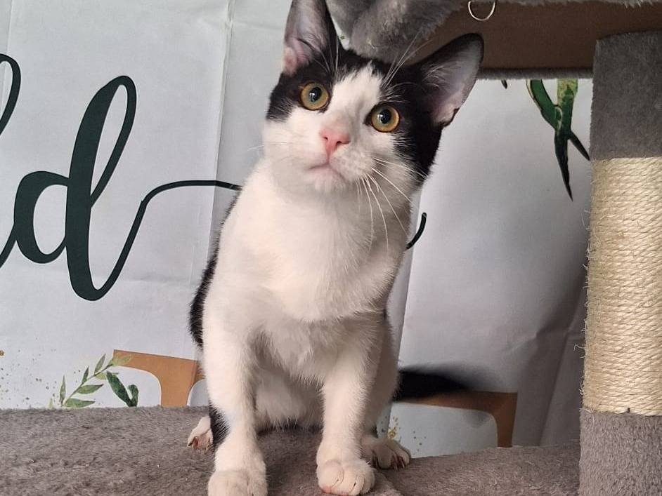 Adozione gatto, maschio, Razza sconosciuta Razza sconosciuta, 7 mesi, taglia non valida, Milano