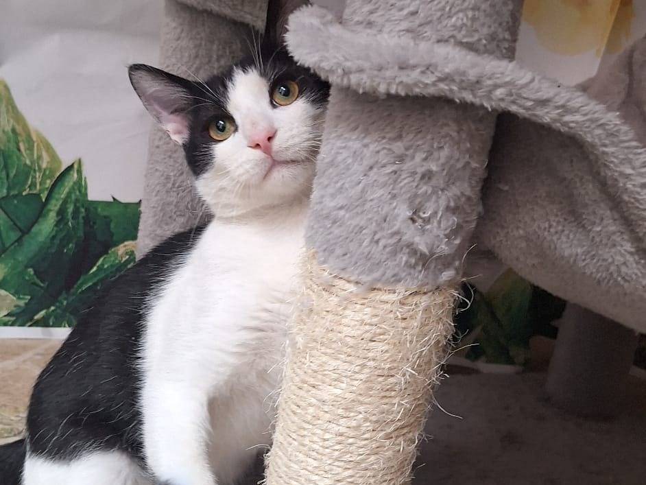 Adotta un gatto, maschio, 7 mesi, Milano