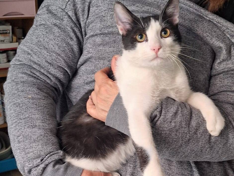 Adotta un gatto, taglia non valida, maschio, Milano