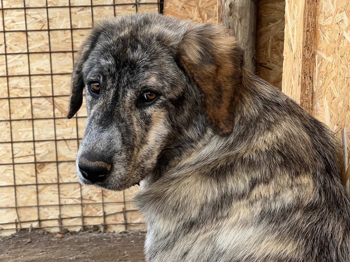 Adozione cane, maschio, Razza sconosciuta Razza sconosciuta, 11 mesi, taglia grande, Viterbo