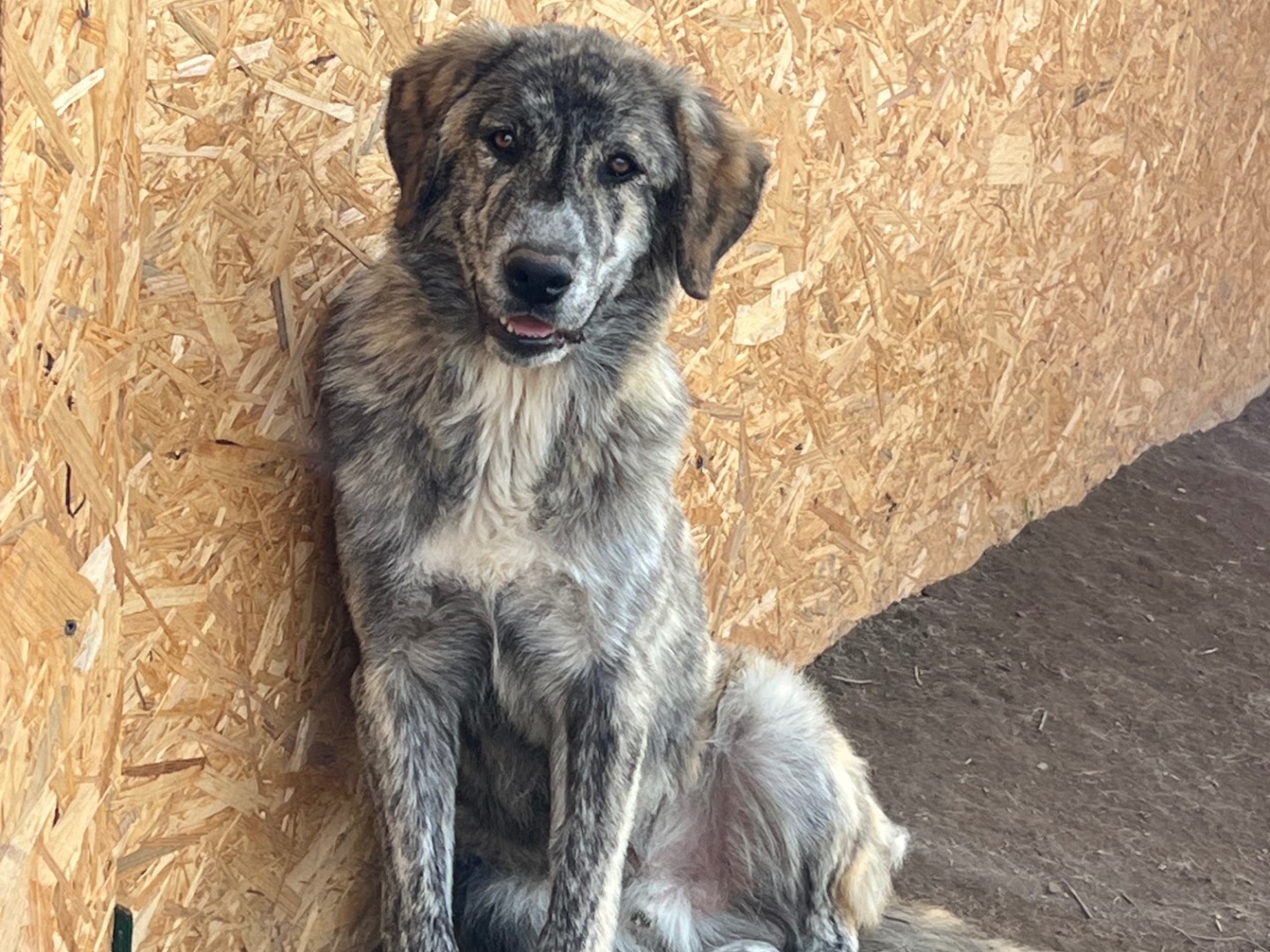 Adotta un cane, maschio, 11 mesi, Viterbo
