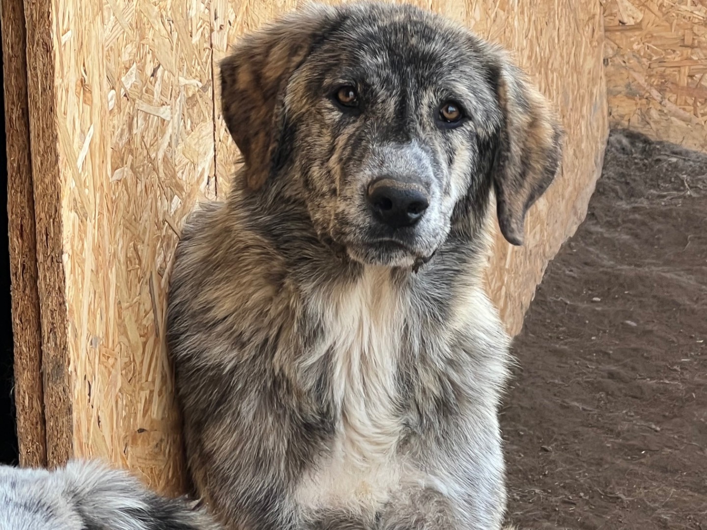 Adotta un cane, taglia grande, maschio, Viterbo
