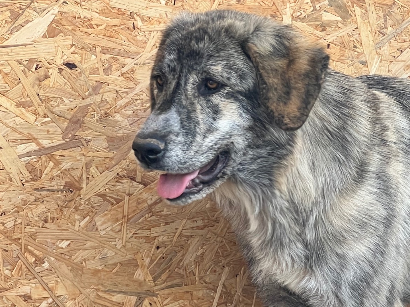 Vuoi adottare un cane a Viterbo?