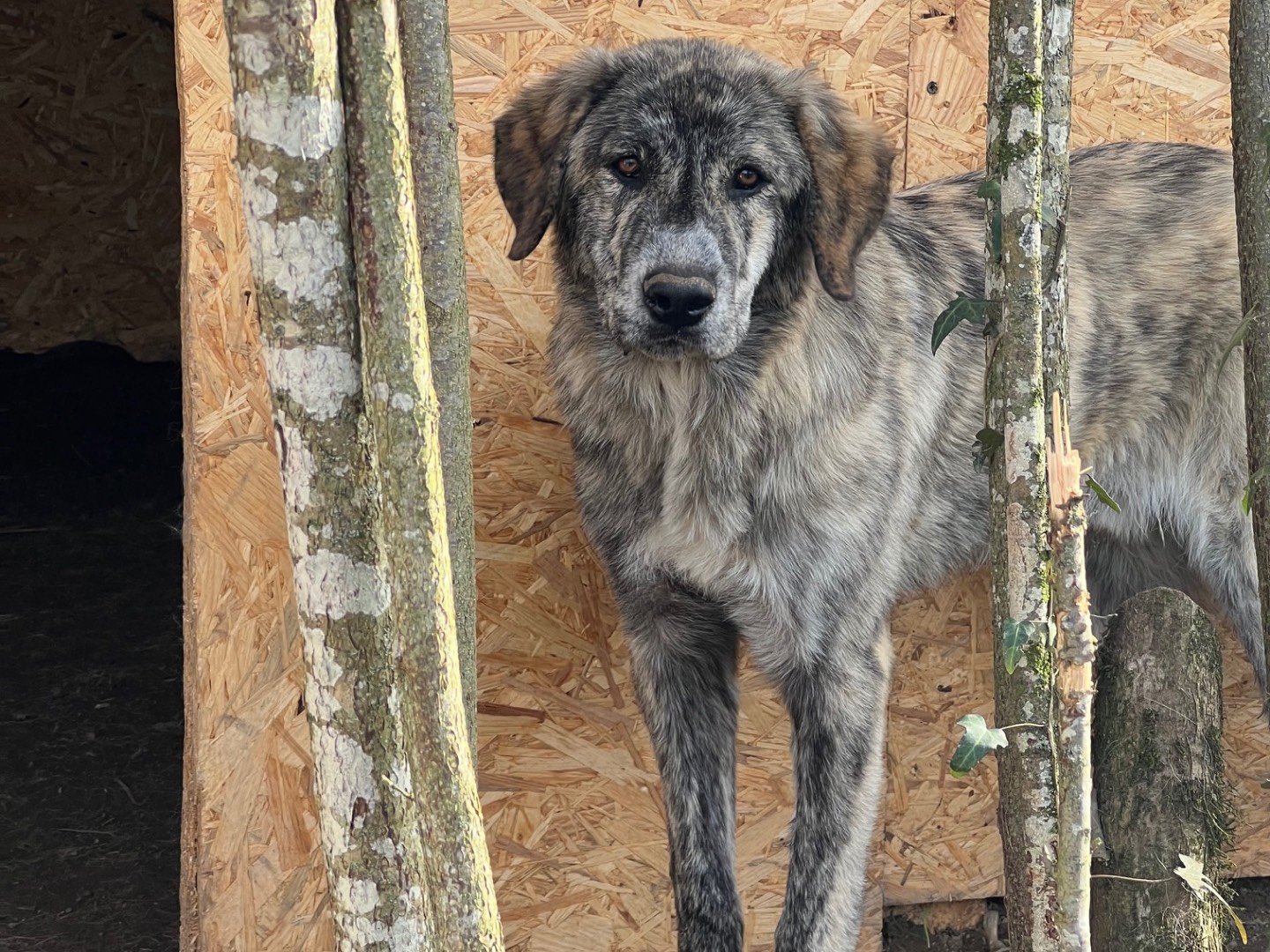 Adotta il cane Axel a Viterbo