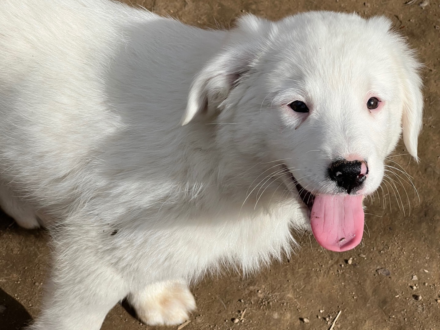 Vuoi adottare un cane a Viterbo?