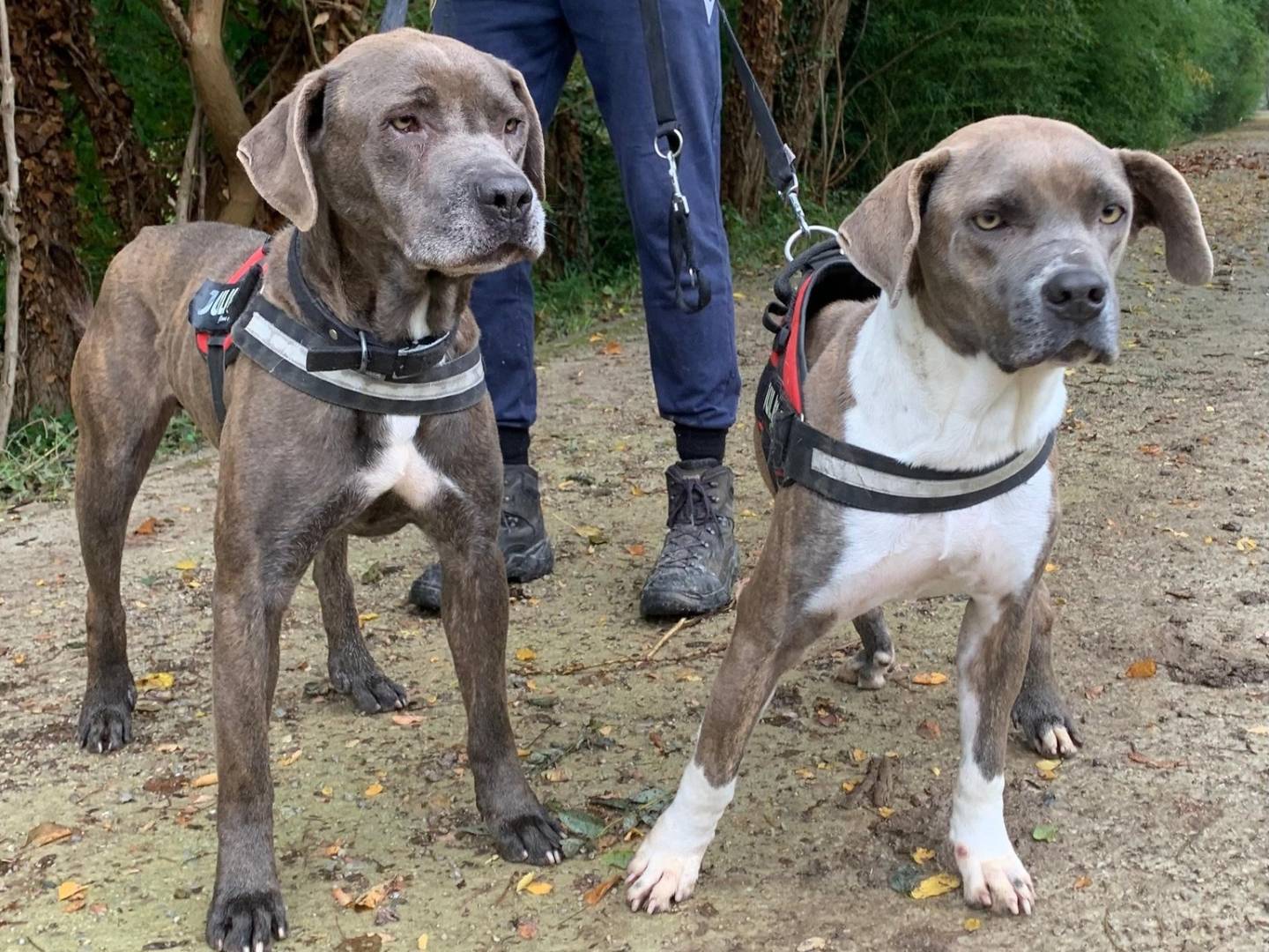 Adotta un cane, taglia grande, femmina, Brescia