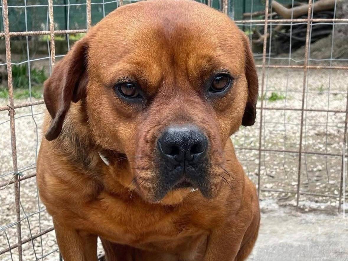 Adozione cane, femmina, Corso Razza sconosciuta, 6 anni e 2 mesi, taglia media, Brescia