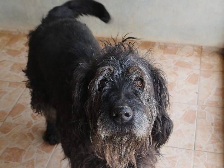 Adozione cane, maschio, Razza sconosciuta Razza sconosciuta, 5 anni e 2 mesi, taglia media, Brescia
