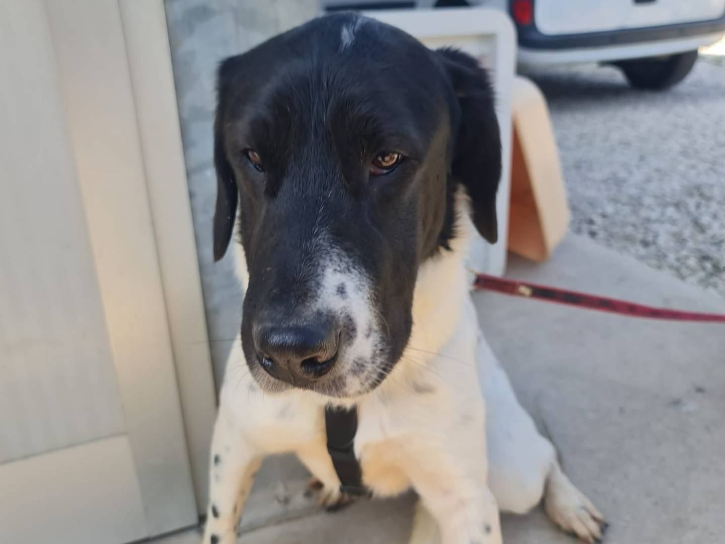 Adozione cane, maschio, Razza sconosciuta Razza sconosciuta, 1 anno e 9 mesi, taglia media, Brescia