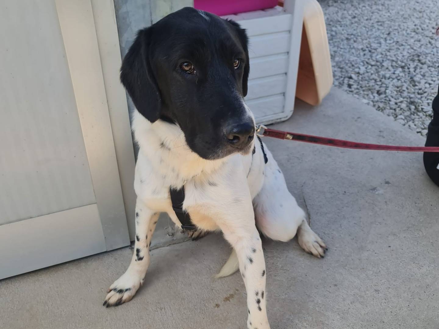 Adotta un cane, maschio, 1 anno e 9 mesi, Brescia