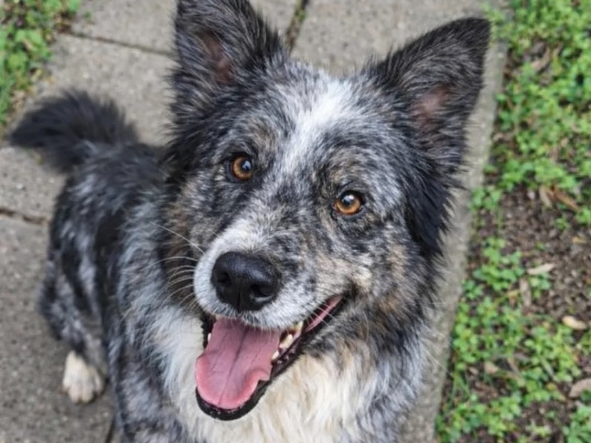 Adozione cane, maschio, Pastore australiano Razza sconosciuta, 2 anni e 10 mesi, taglia media, Chieti