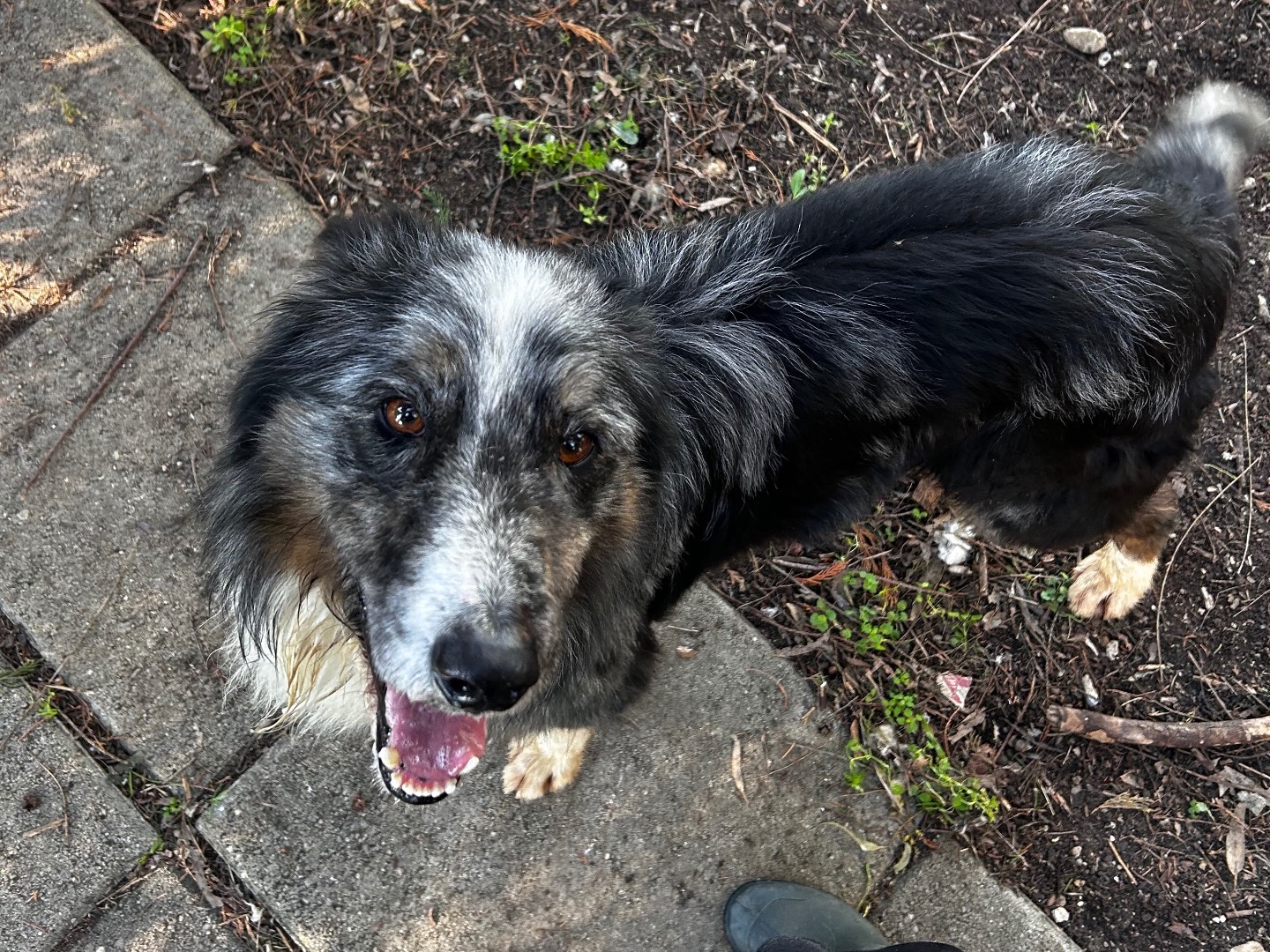 Adotta un cane, taglia media, maschio, Chieti