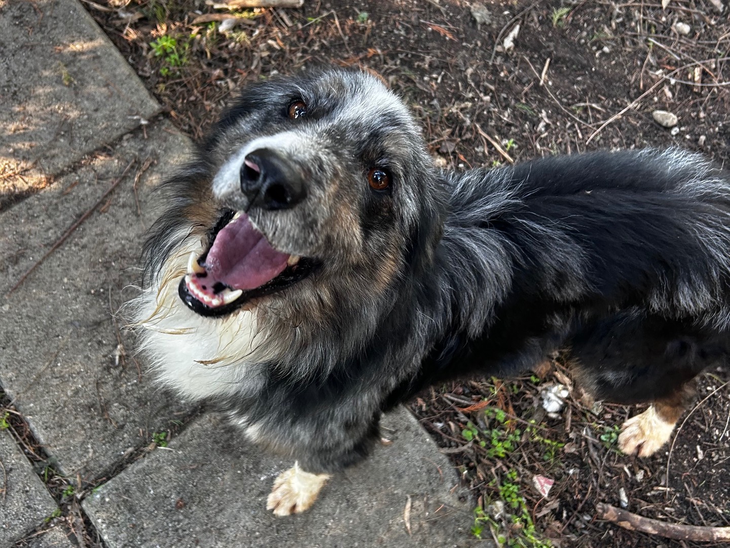 Vuoi adottare un cane a Chieti?