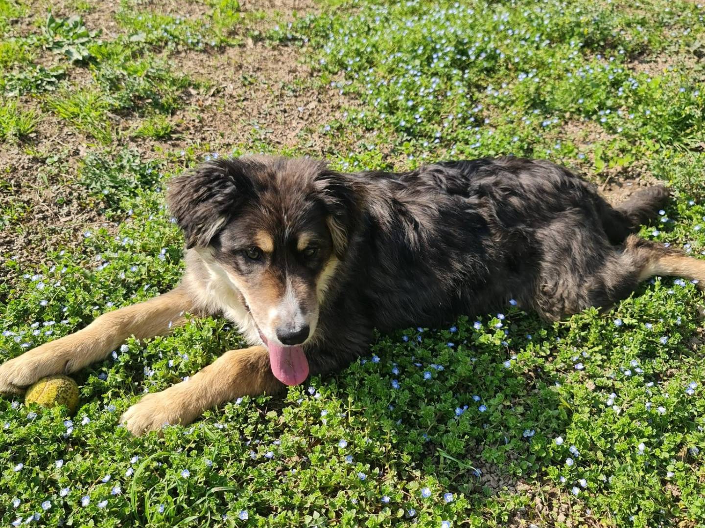 Vuoi adottare un cane a Brescia?