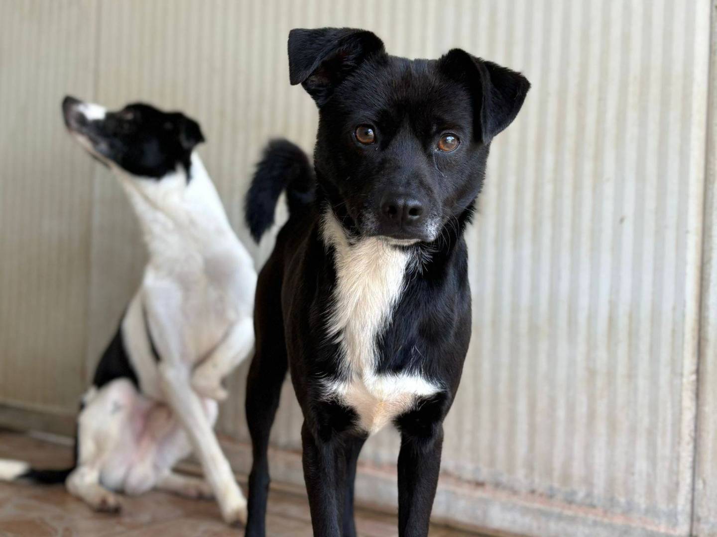 Adozione cane, maschio, Razza sconosciuta Razza sconosciuta, 4 anni e 5 mesi, taglia piccola, Brescia