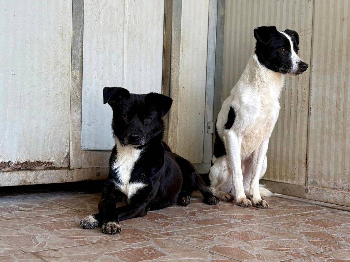 Adotta un cane, maschio, 4 anni e 5 mesi, Brescia