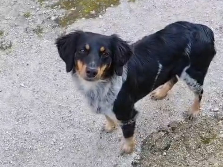 Adozione cane, femmina, Razza sconosciuta Razza sconosciuta, 2 anni, taglia media contenuta, Caserta