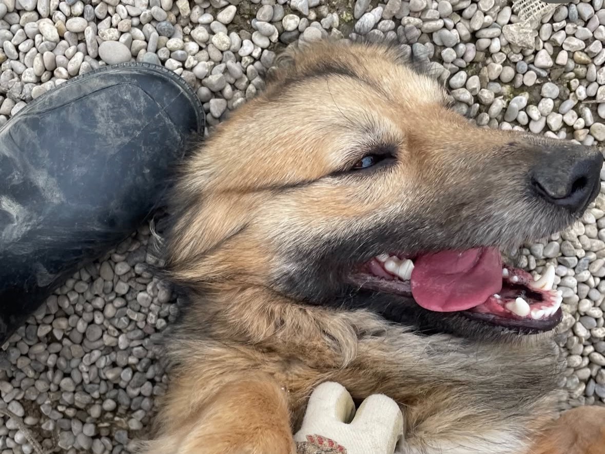 Vuoi adottare un cane a Treviso?