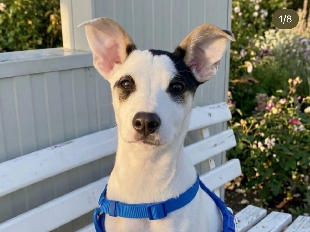 Adotta un cane, femmina, 4 mesi, Treviso