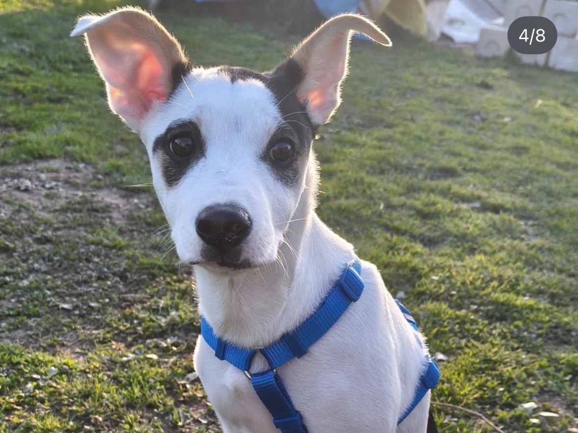 Adotta un cane, taglia piccola, femmina, Treviso