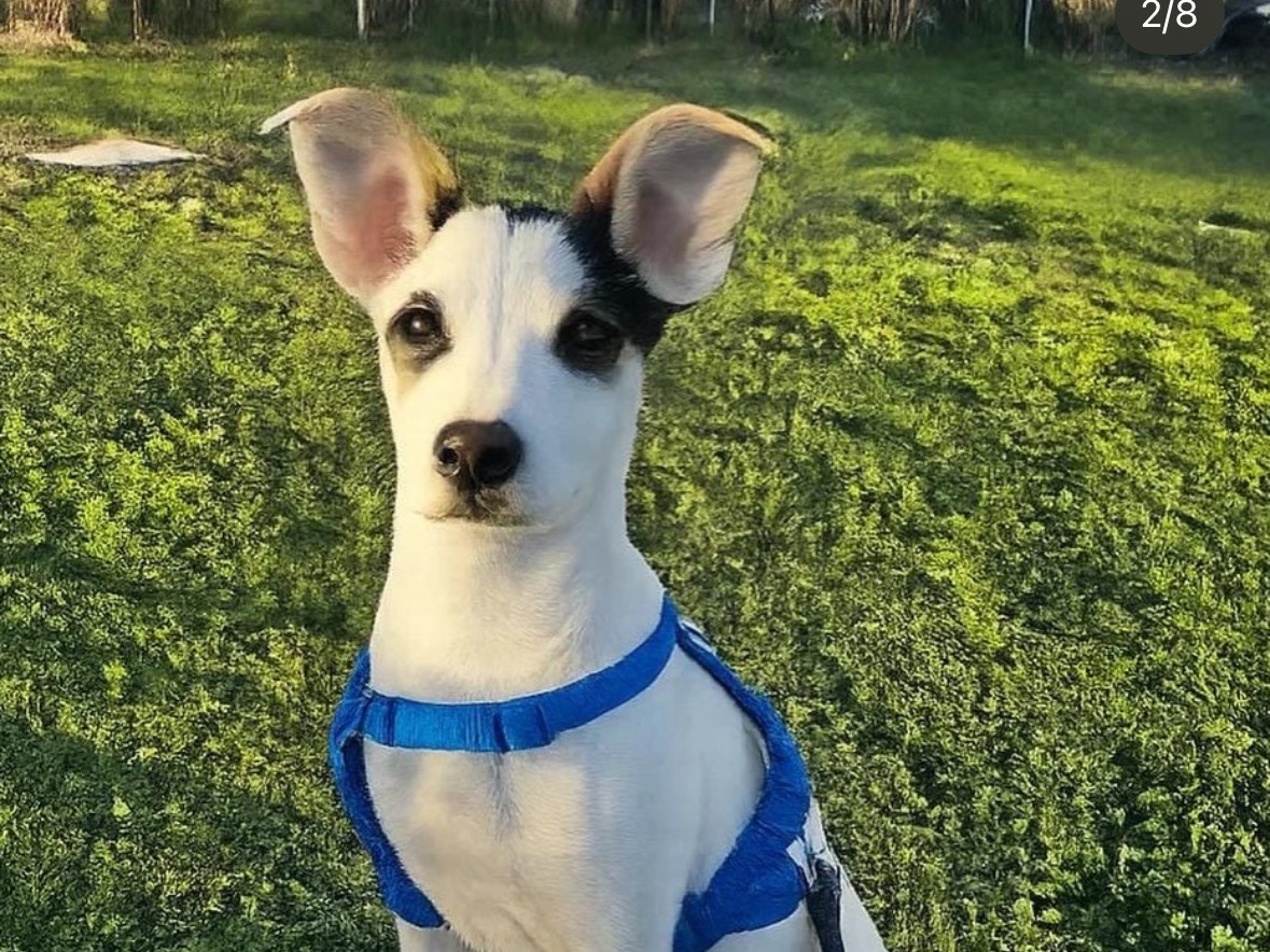 Vuoi adottare un cane a Treviso?