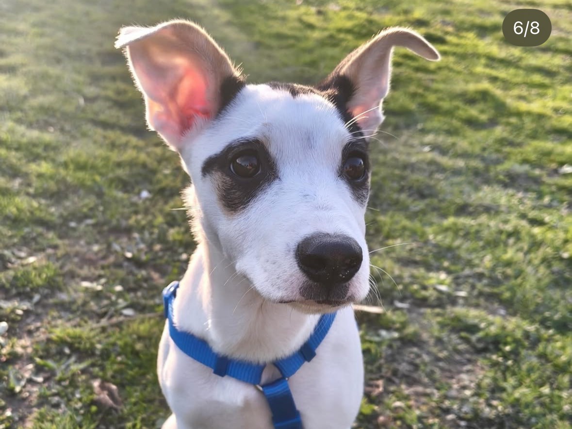 Adotta il cane Farah  a Treviso