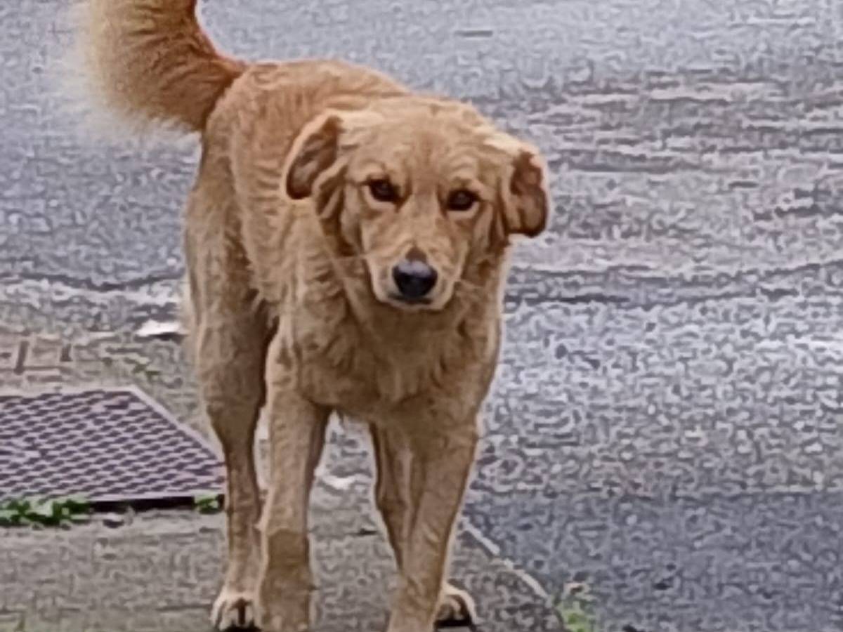 Adotta un cane, taglia media, maschio, Catanzaro