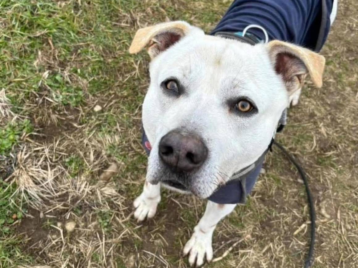 Adozione cane, maschio, Razza sconosciuta Razza sconosciuta, 4 anni e 3 mesi, taglia gigante, Bergamo