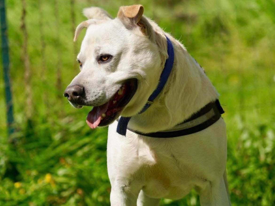 Adotta un cane, maschio, 4 anni e 3 mesi, Bergamo